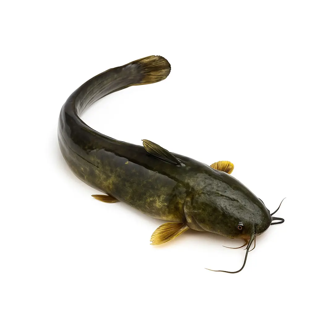 Cat-Fish Cat Fish - Image 1