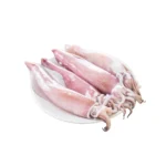 Cuttlefish
