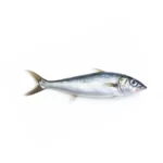 King Fish