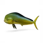 Mahi Mahi Dolphin