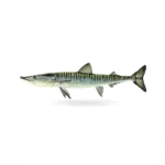 Barracuda