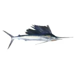 Blue Marlin