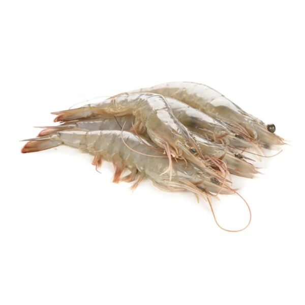 Sea White Shrimps