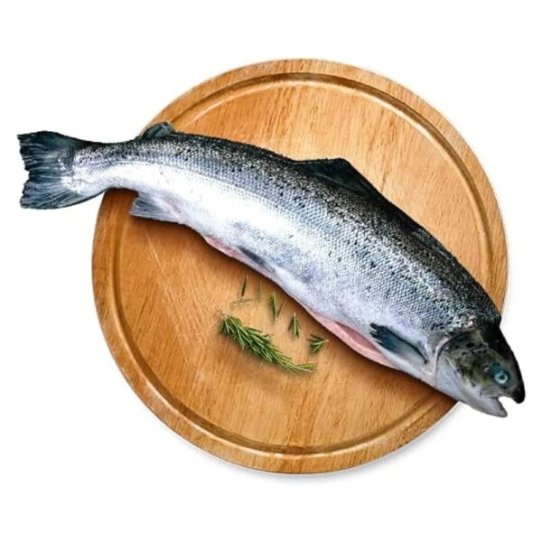 Atlantic Salmon