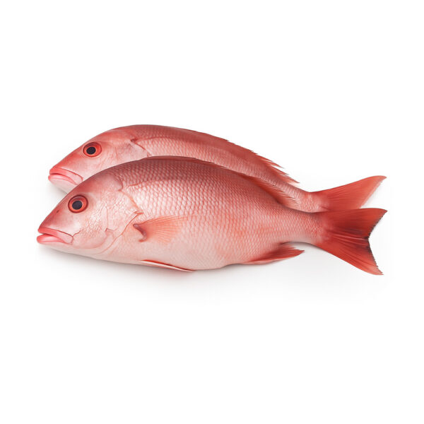 Big Eye Snapper
