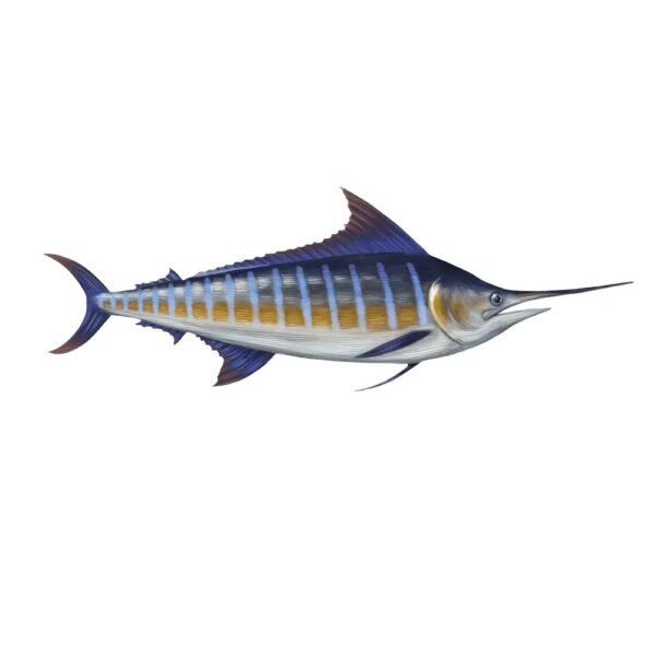 Blue Marlin