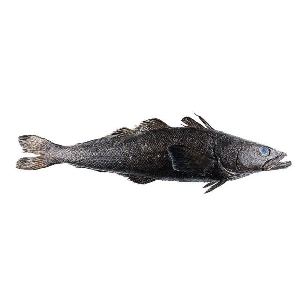 Chilean Seabass