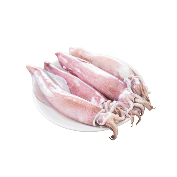 Cuttlefish