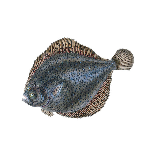 Emperor Snapper