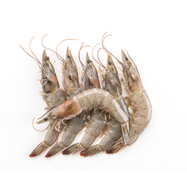 Flower Shrimp