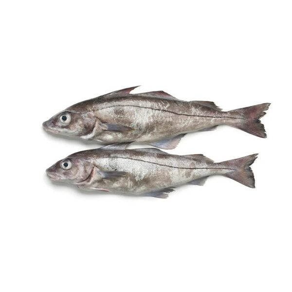 Haddock