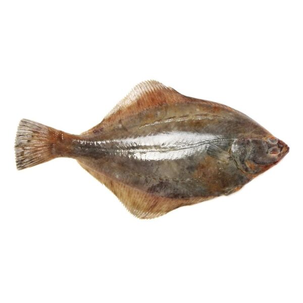 Halibut