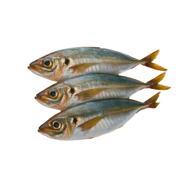 Horse Mackerel