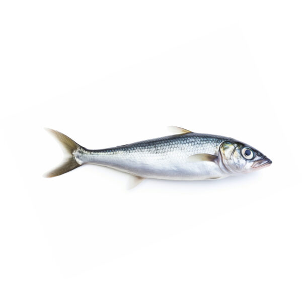 King Fish