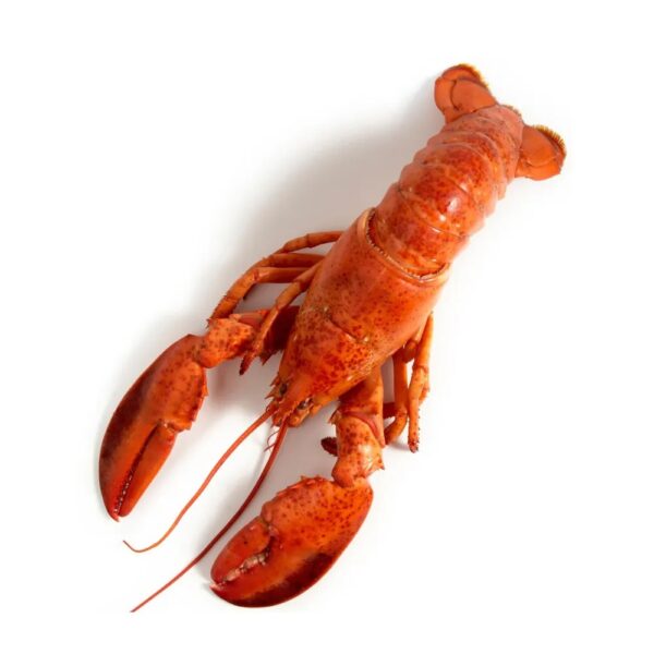 Lobster