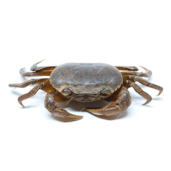 Mud Crab