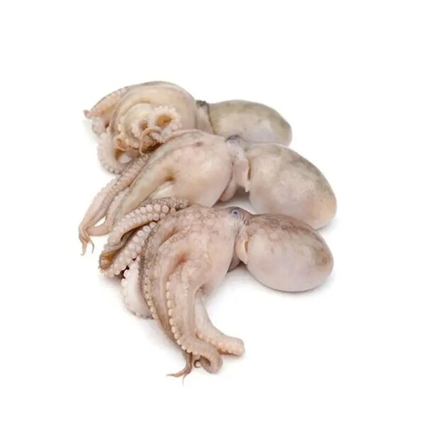 Octopus