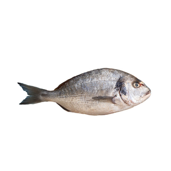 Oil Sardine
