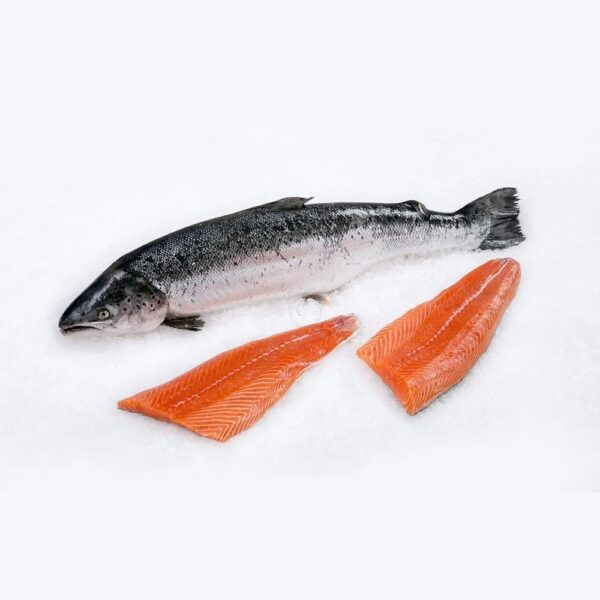 Pacific Salmon