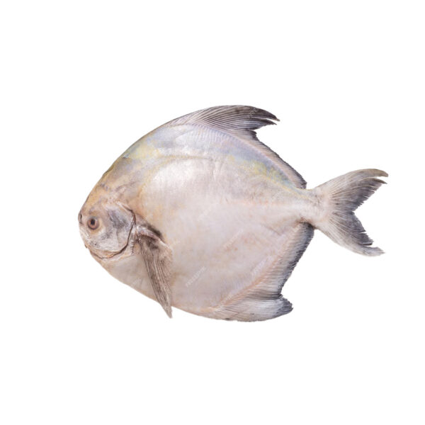 Pomfret