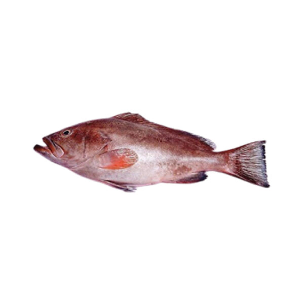 Reef Cod