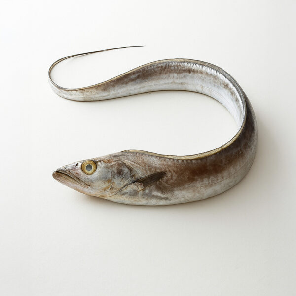 Ribbon Fish