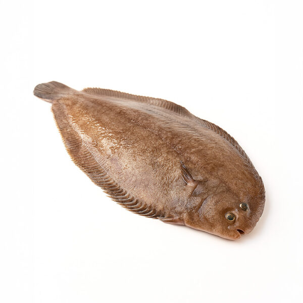 Sole Fish