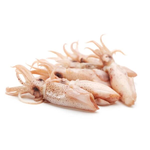 Squid