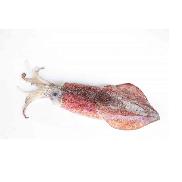 Squid Fish