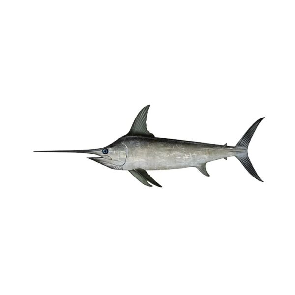 Sword Fish
