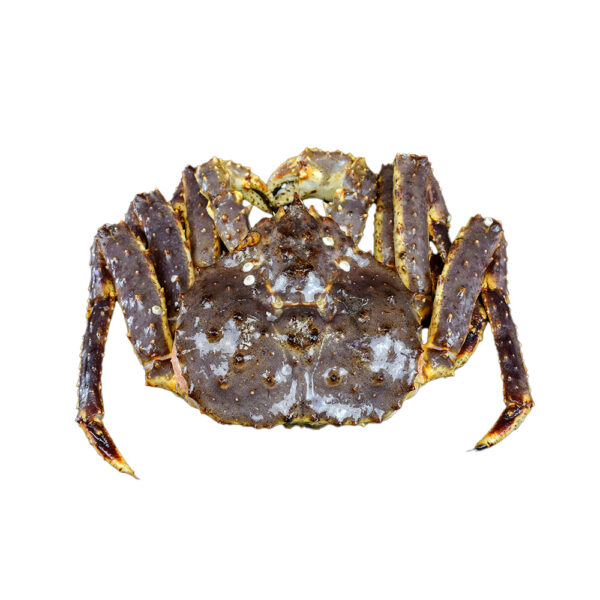 Three Spot Crab