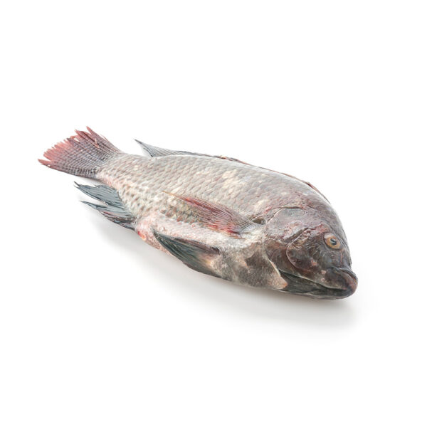 Tilapia