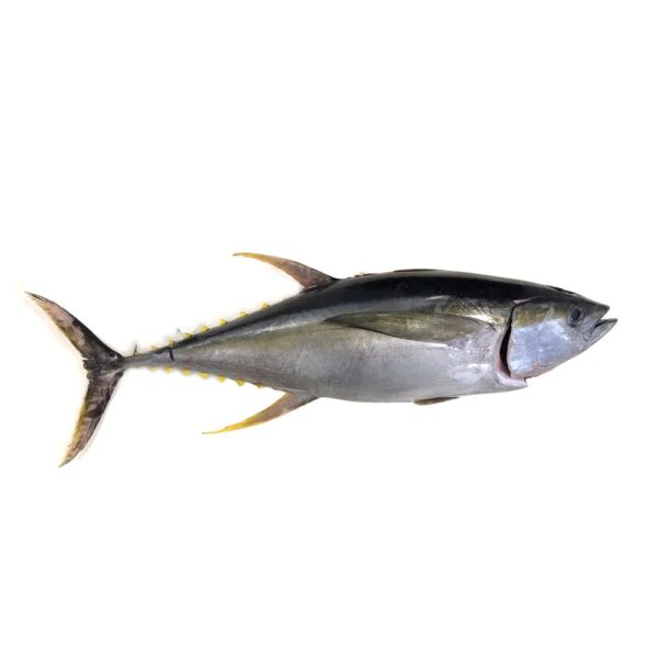 Yellow Fin Tuna
