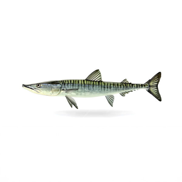 Barracuda
