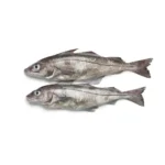 Haddock