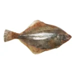 Halibut