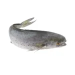 Mahi Mahi