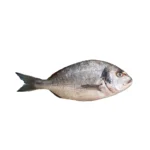 Oil Sardine