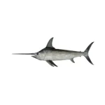 Sword Fish